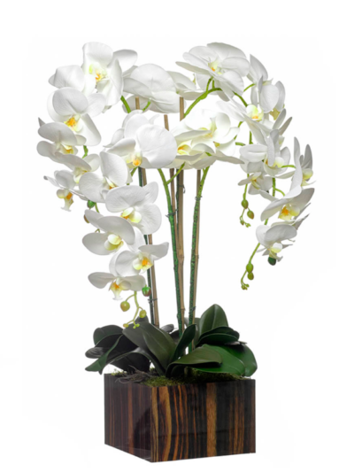 Orquídea 4 Caules
